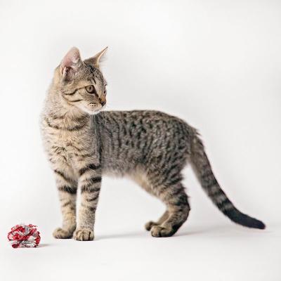 rouleau-fond-papier-bd-135-x-11-m-pure-white (1)