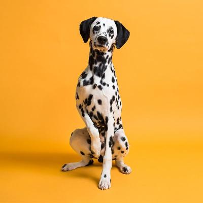 rouleau-fond-papier-bd-272-x-11-m-sun-flower (1)